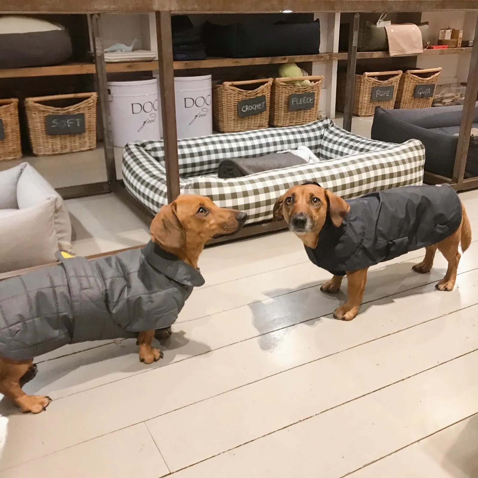 Quilted Dog Coat